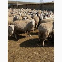 Продам овец от поставщика от 100 голов