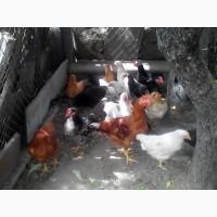 Цыплята домашние мясо-яичной породы ГЕРКУЛЕС живым весом г.Беляевка