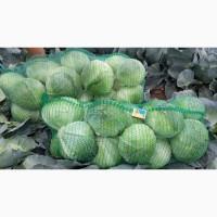Продам капусту от производителя