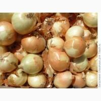 Куплю Цибулю на Переробку