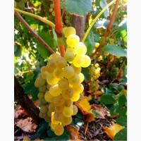 Саженцы морозоустойчивых технических сортов винограда