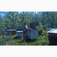 Продам бджолопакети