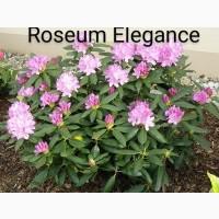 Продам рододендрон Roseum Elegance