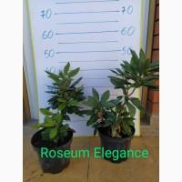 Продам рододендрон Roseum Elegance