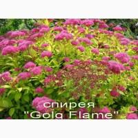 Спирея японская декоративный кустарник
