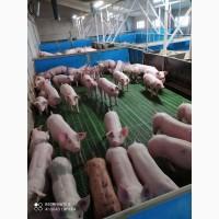 Поросята купити оптом зі свинокомплексу