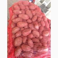 Продам товарный картофель РедЛеди