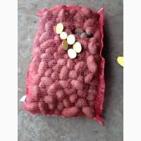 Продам картофель РедЛеди