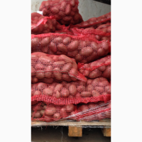 Продам картофель РедЛеди