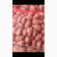 Продам картофель РедЛеди