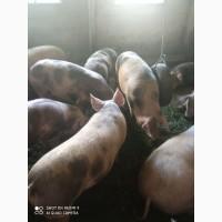 Продам свиней живою вагою 130-160 кг
