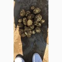 Voi vinde, castraveti, varza, rosii, cartofi din romania