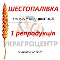 Насіння озимої пшениці ШЕСТОПАЛІВКА 1 репродукція ФГ БОР 2023р