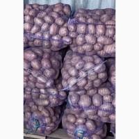 Продам картоплю, сорту Беллароза