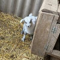 Продам козу з двома козенятами