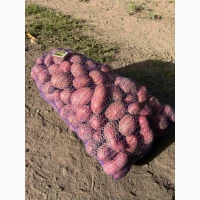 Продам картоплю сорту Алюетт (жовта всередині)