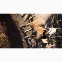 Продам альпійських кізочок