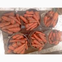 Продам товарну моркву, сорт Абако