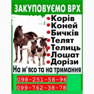 Скуповуємо ВРХ