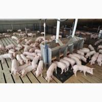 Продажа опт Свини поросята ландрас дюрок