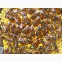 Продам бджоломаток бакфаст, кавказянка ШЗ (ИО, ІО, ШО), F0