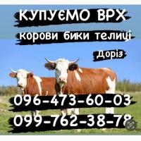 Куплю ВРХ корів, телиць, биків на Мʼясокомбінат м.Київа