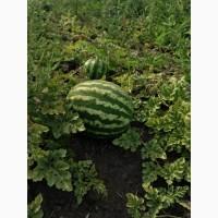 Продам кавун отптом