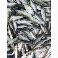 Продам черноморскую ставриду