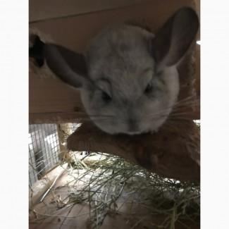 Пропоную шиншилу, хлопчик 3 роки