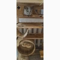 Пропоную шиншилу, хлопчик 3 роки