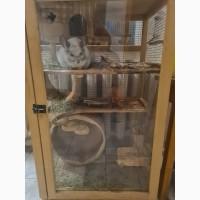 Пропоную шиншилу, хлопчик 3 роки