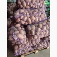 Картопля товарна 22 тонни
