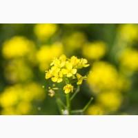 Компанія закуповує Сою