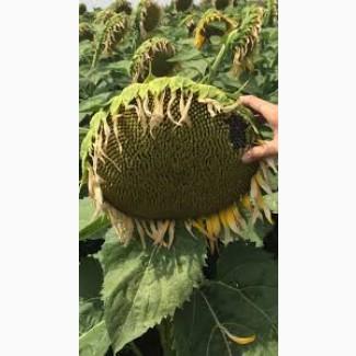 Компанія Дорого закуповує Соняшник Сою Ріпак по всей території України