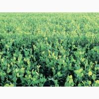 Насіння гороху НС Мороз