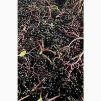 Куплю бузину