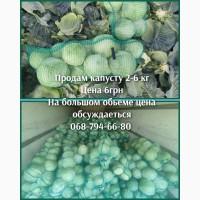 Продам капусту