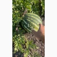 Продам кавун Продюсер дуже солодкий