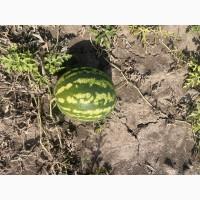 Продам кавун Продюсер дуже солодкий