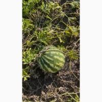 Продам кавун Продюсер дуже солодкий