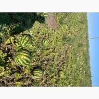 Продам кавун Продюсер дуже солодкий