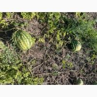Продам кавун Продюсер дуже солодкий