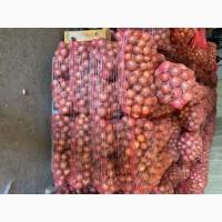 Продам цибулю сорт медуза