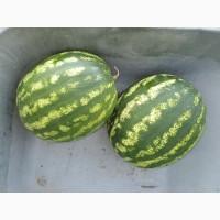Продам кавун. Тернопільська область