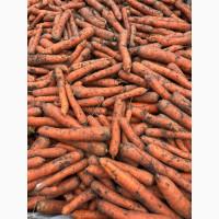 Продам моркву