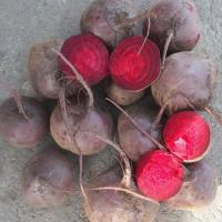 Продам буряк столовий, сорт Пабло