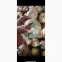 ПРОДАМ лук репчатый на переработку