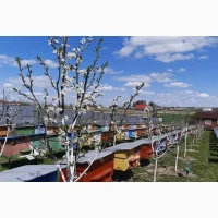 Продам бджолопакети