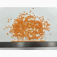 Сочевиця червона