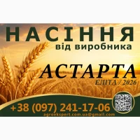 Насіння / озима м#039;яка пшениця / АСТАРТА від виробника (еліта)